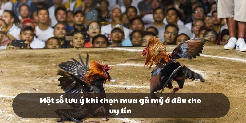 Một số lưu ý khi chọn mua gà mỹ ở đâu cho uy tín