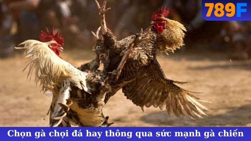 Chọn gà chọi đá hay thông qua sức mạnh gà chiến